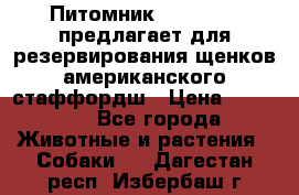 Питомник KURAT GRAD предлагает для резервирования щенков американского стаффордш › Цена ­ 25 000 - Все города Животные и растения » Собаки   . Дагестан респ.,Избербаш г.